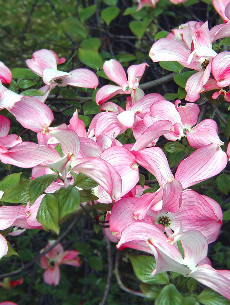 Hartriegel in der Blüte