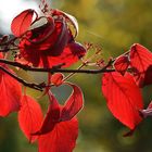 Hartriegel in Herbstfärbung