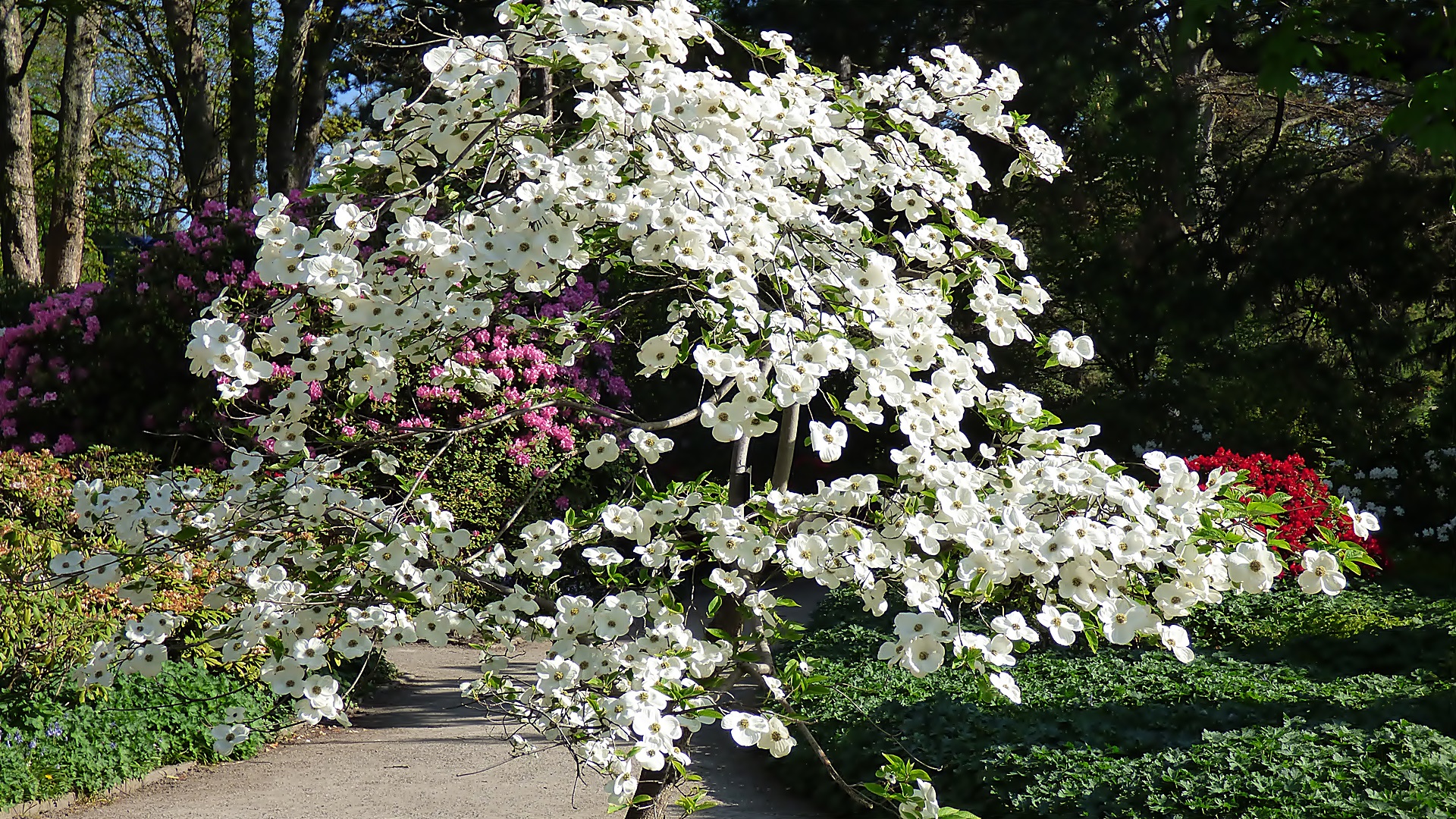 Hartriegel in voller Blüte. Foto & Bild pflanzen, pilze & flechten