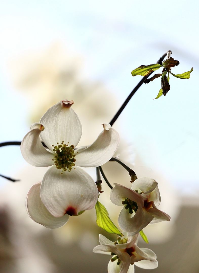 Hartriegelblüte im Gegenlicht