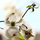 Hartriegelblüte im Gegenlicht