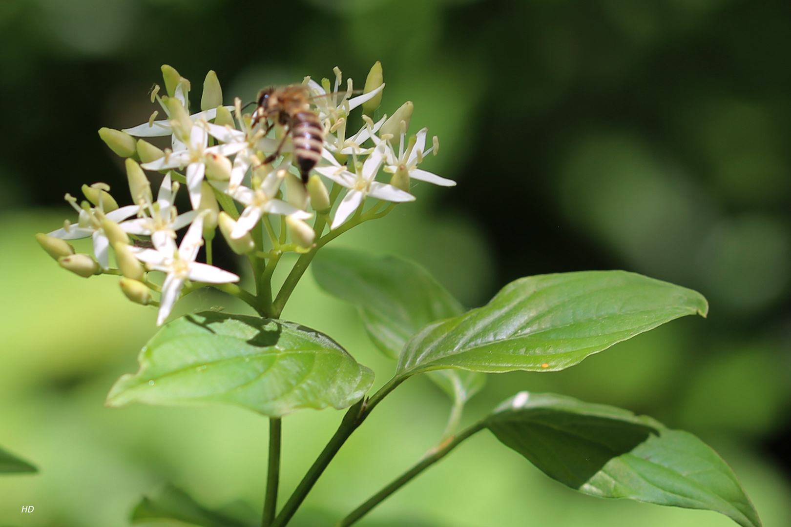 Hartriegelblüte mit Biene