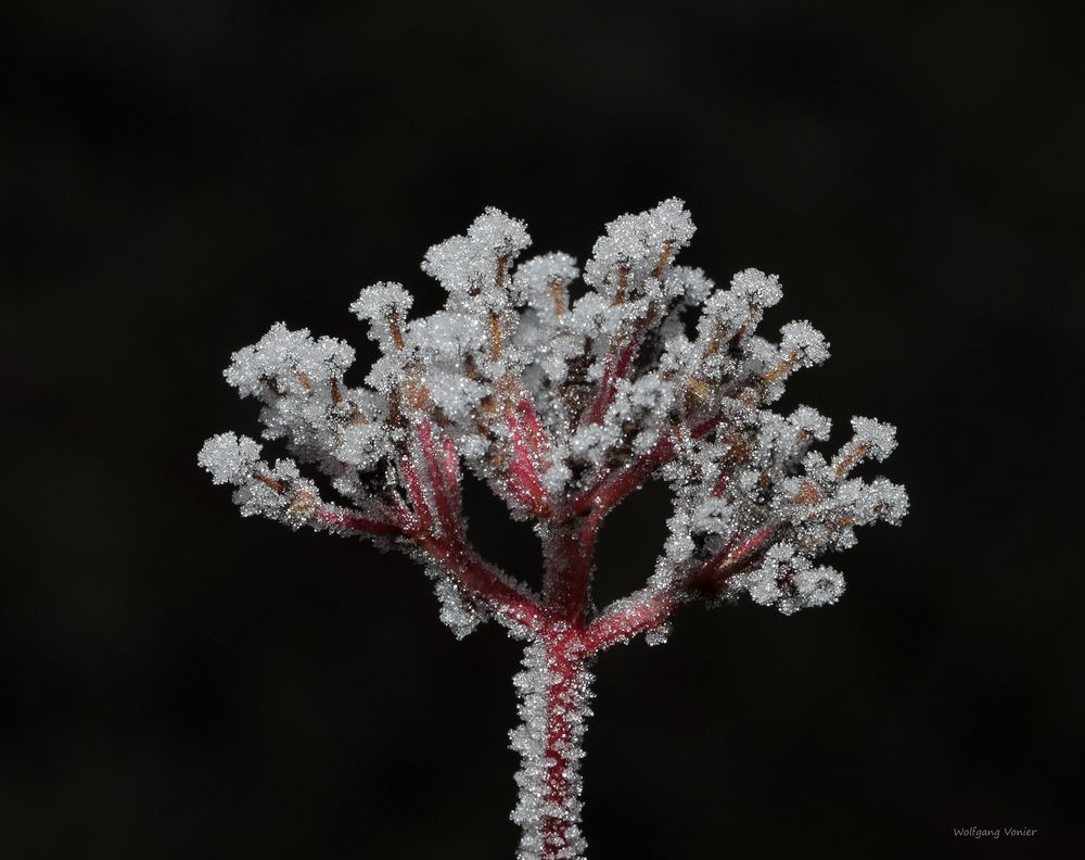 Hartriegelblüte mit Rauhreif