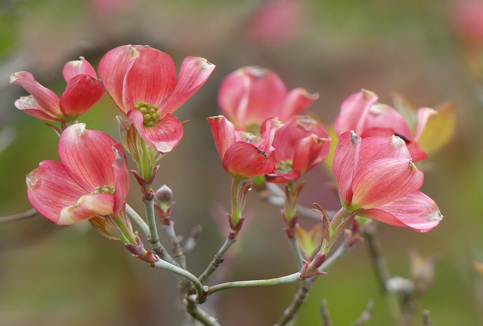 Hartriegelblüten