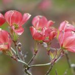 Hartriegelblüten