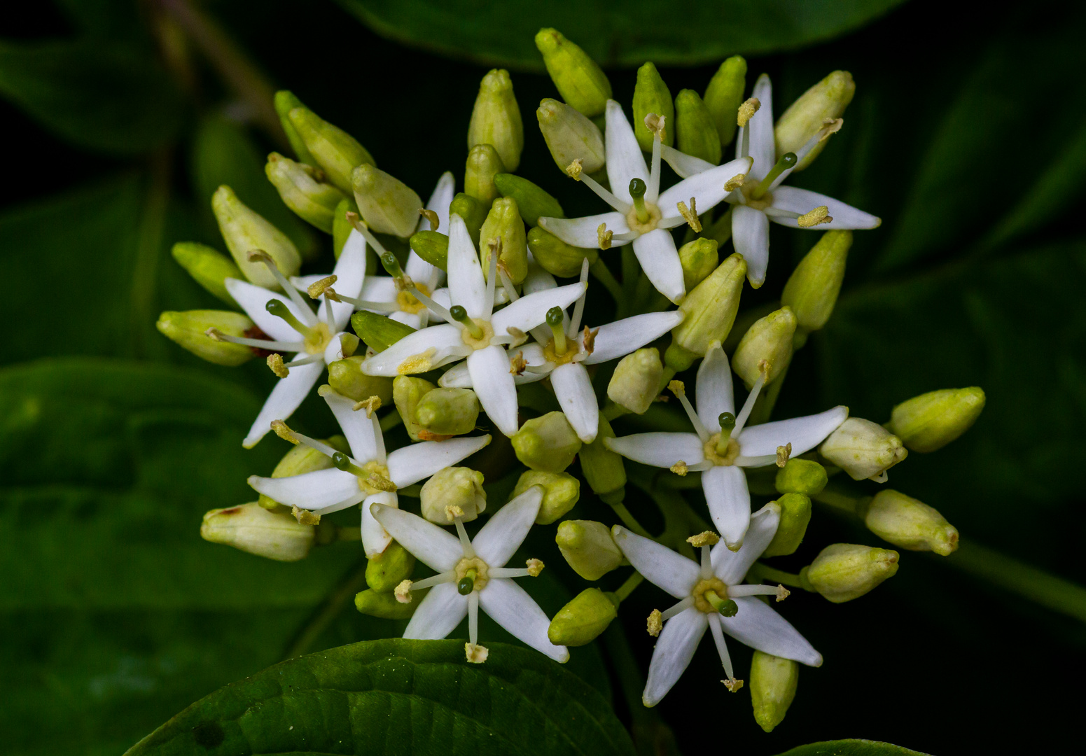 Hartriegelblüten