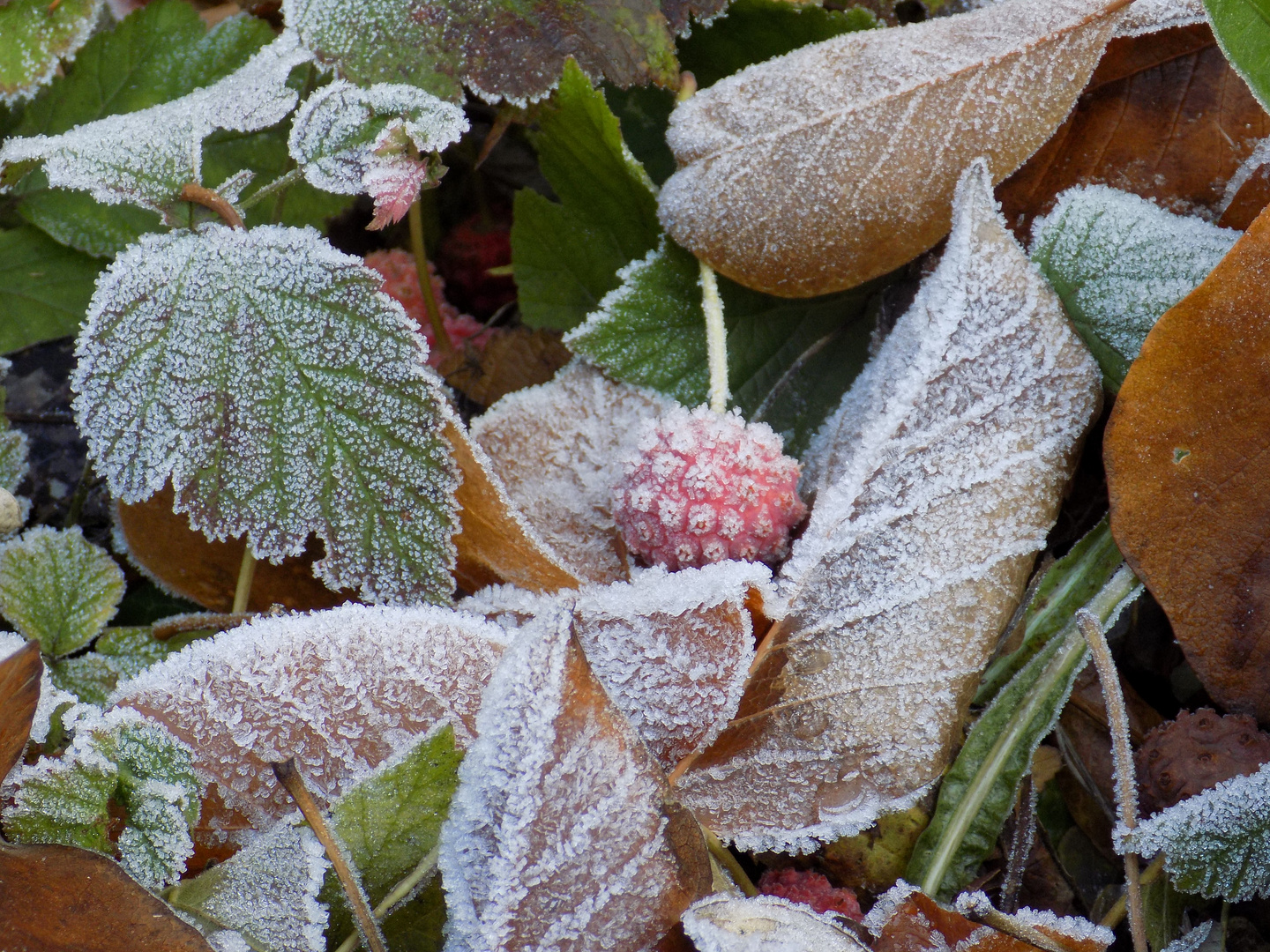 Hartriegelfrucht