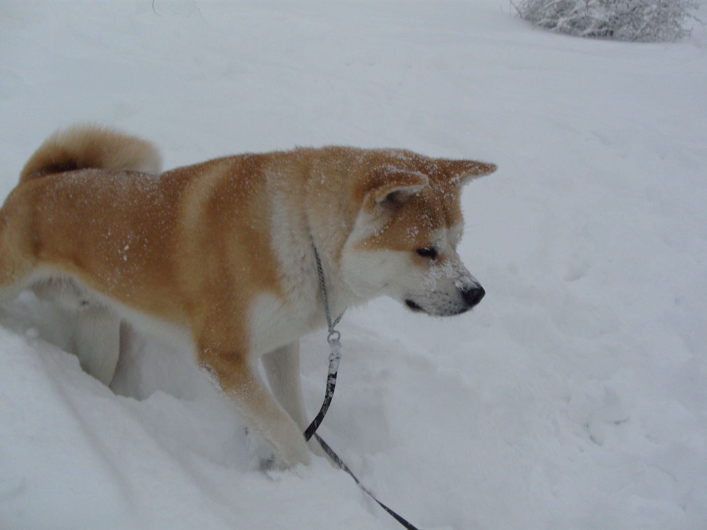 Haruki sulla neve