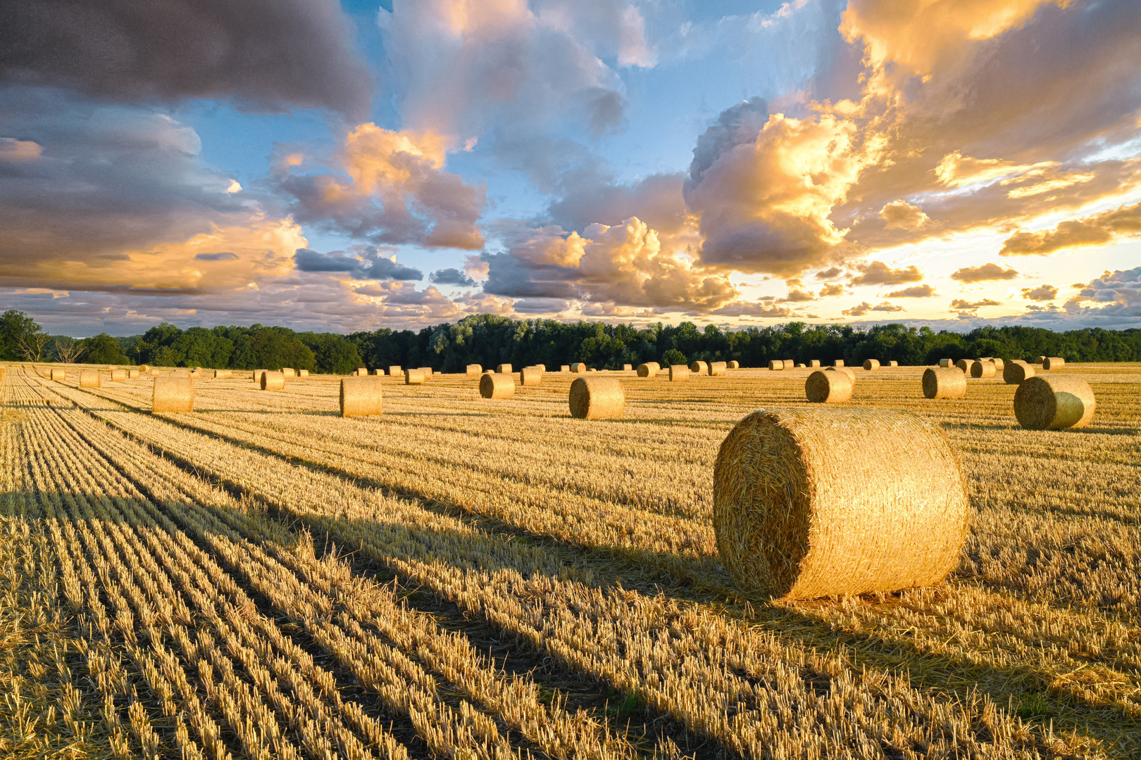 Harvest