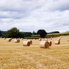 Harvest