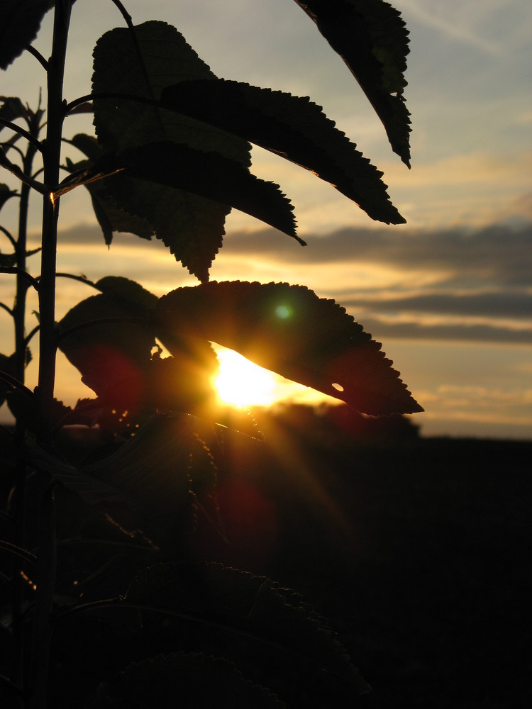 Harvest