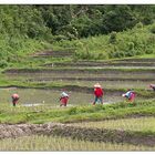 harvest