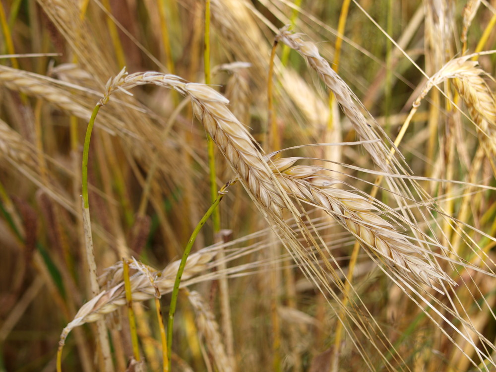 harvest