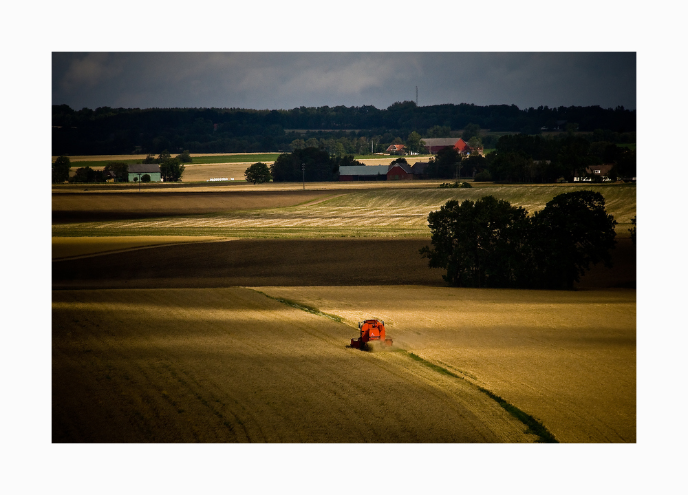 harvest