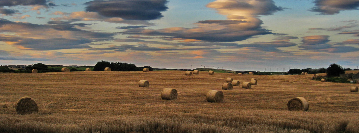 Harvest