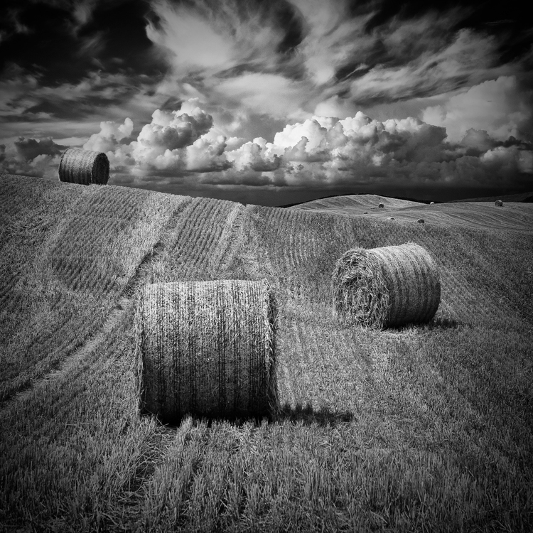 Harvest in Northern Ireland