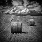 Harvest in Northern Ireland