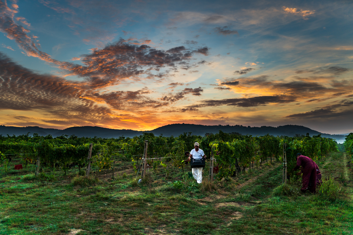 Harvest of Brunello di Montalcino