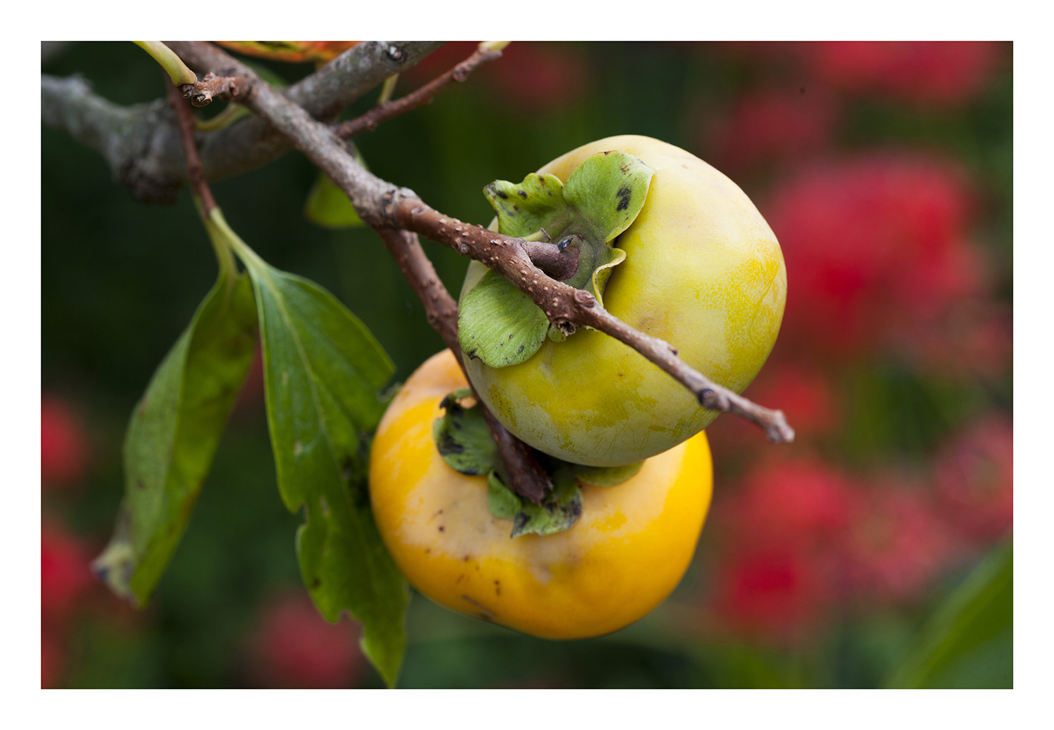 Harvest season (persimmon)