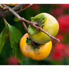 Harvest season (persimmon)