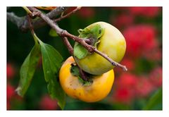 Harvest season (persimmon)