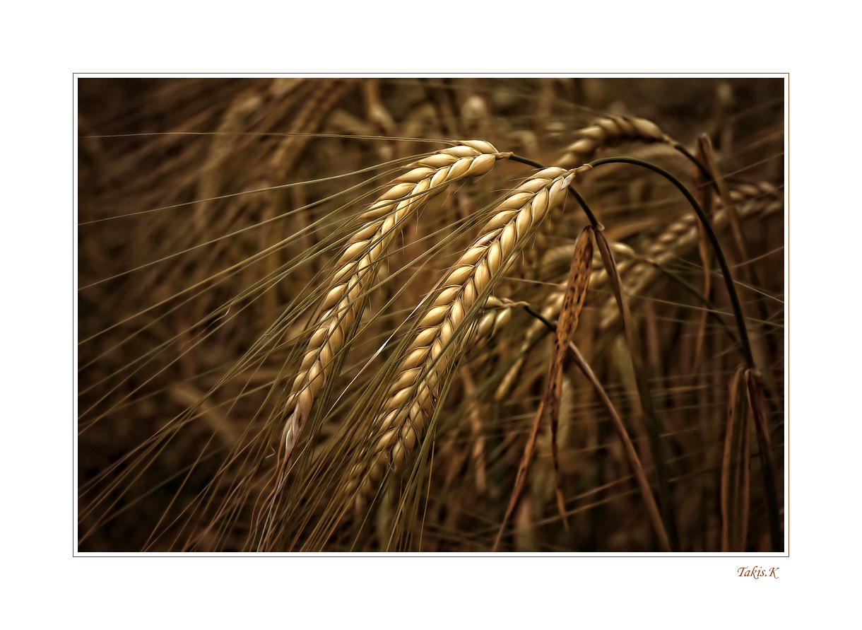 harvest time