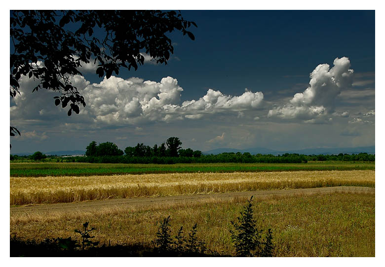 Harvest time