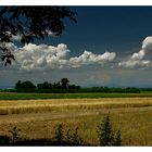 Harvest time