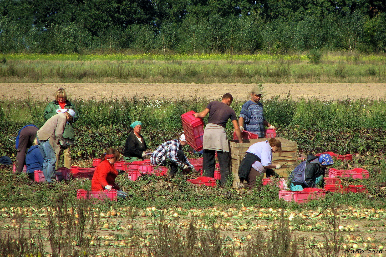 Harvest-Time