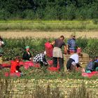 Harvest-Time