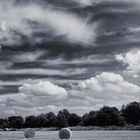 harvest time