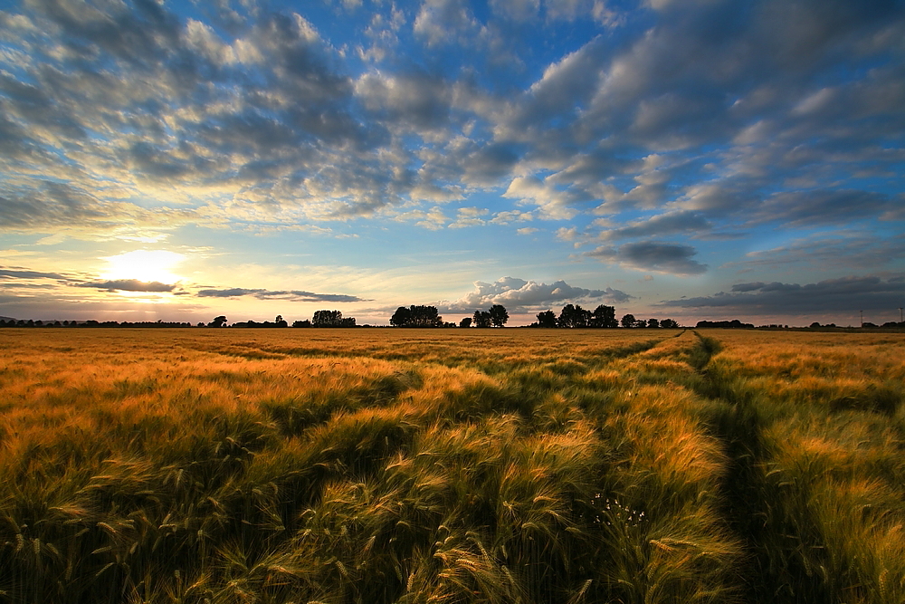 | HARVEST TIME |