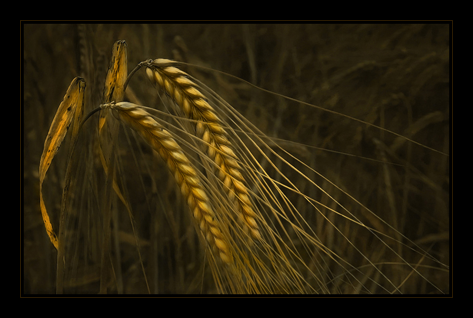 harvest time