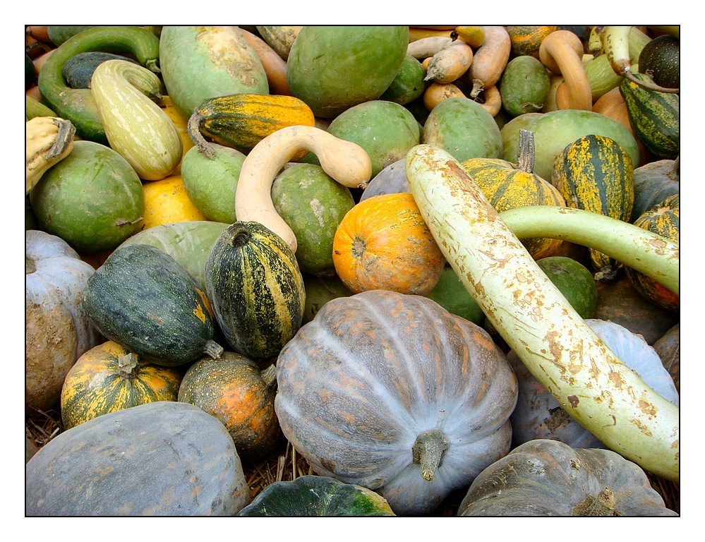 harvest time