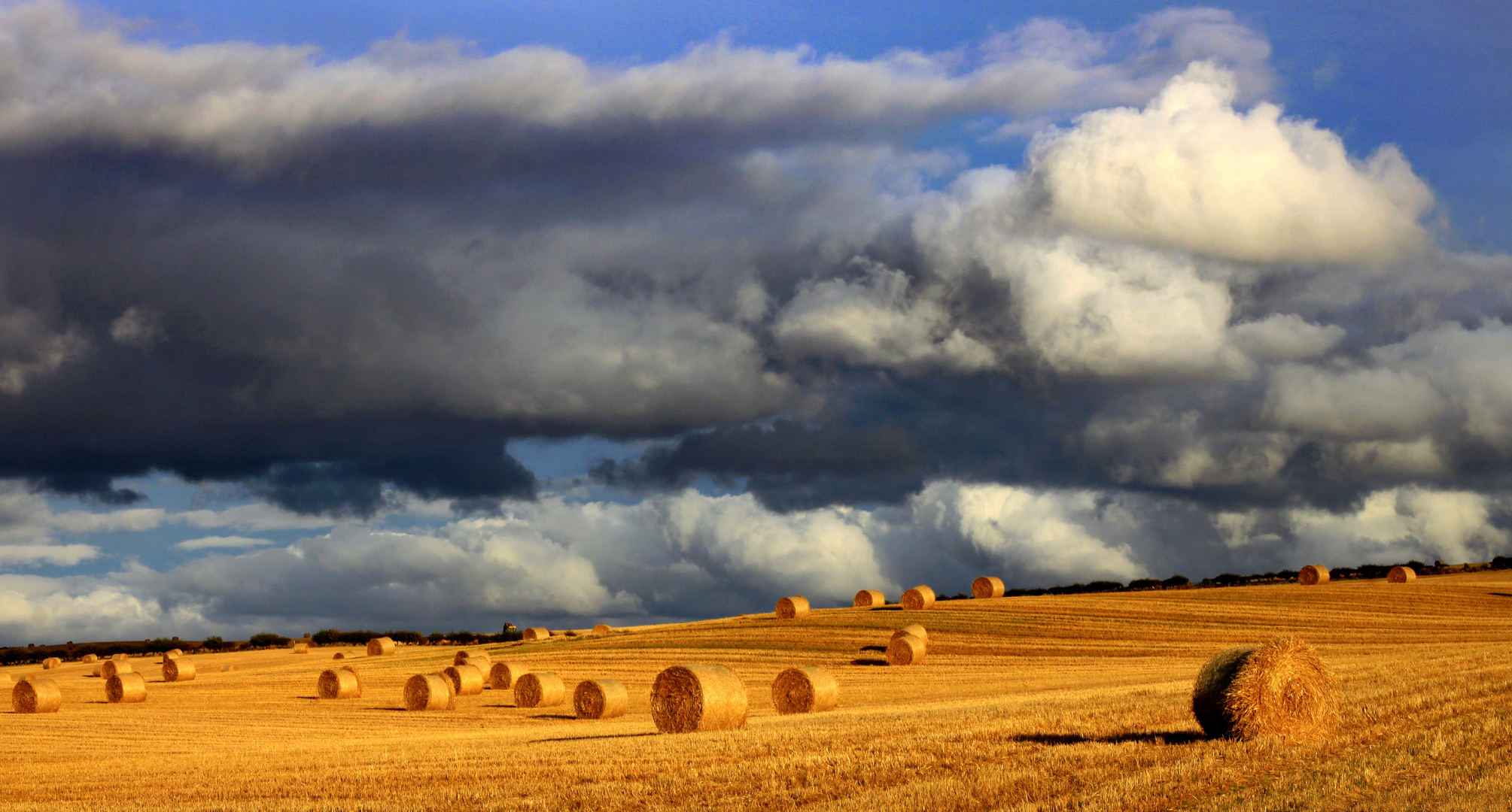 Harvest time