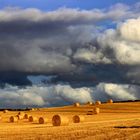 Harvest time