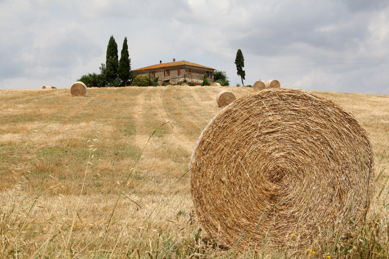 Harvest Time in Toscana