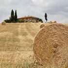 Harvest Time in Toscana