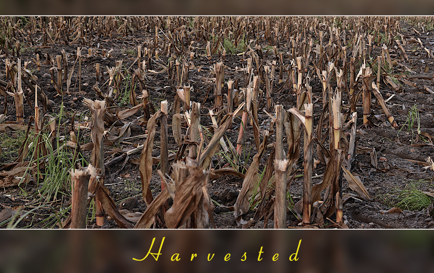 Harvested (2)