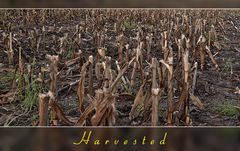 Harvested (2)