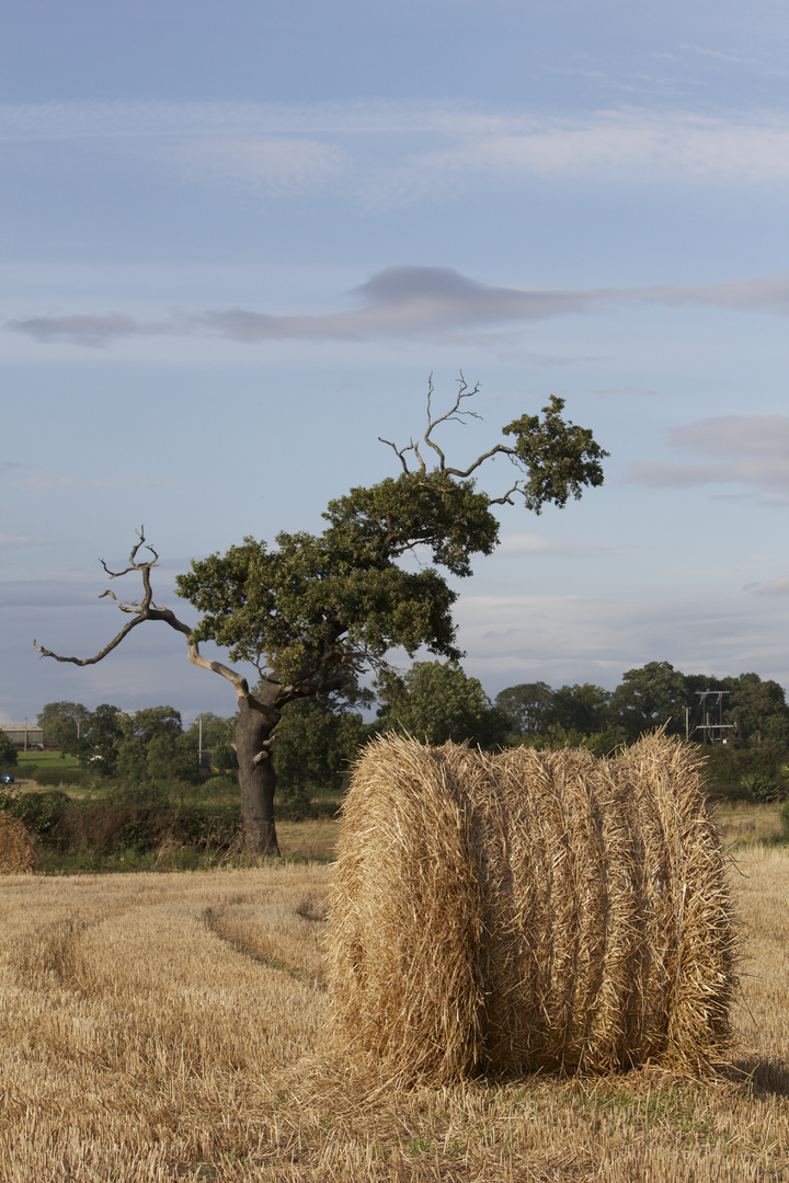 Harvested