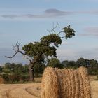 Harvested