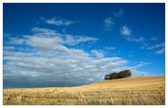 harvested corn field