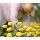 Harvested Flowers (Thailand - Isan)