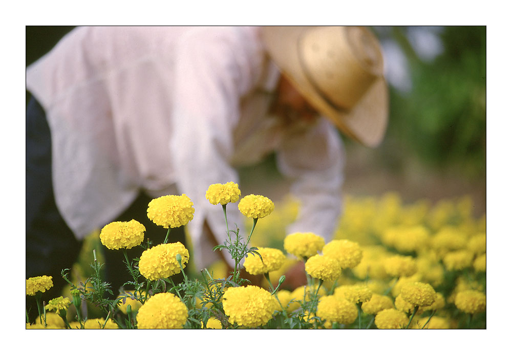 Harvested Flowers (Thailand - Isan)