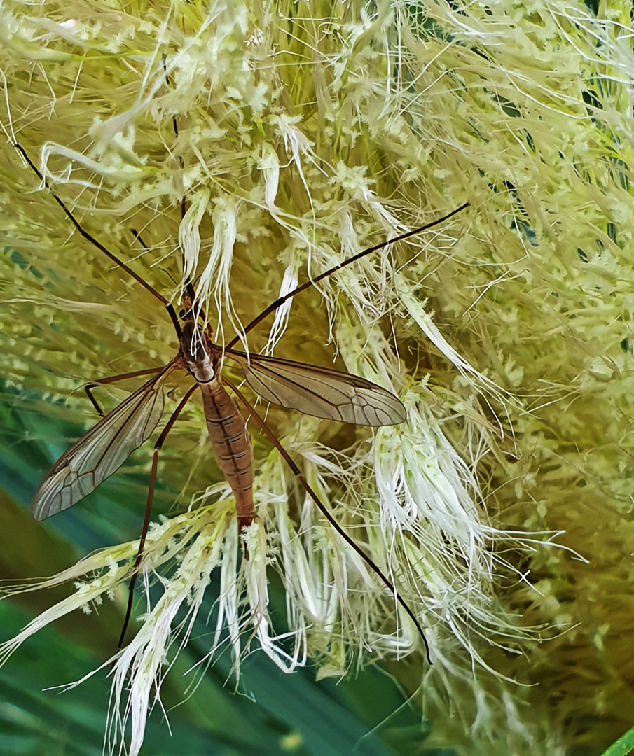 Harvester in pampas grass  (Weberknecht in Pampasgras)