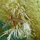 Harvester in pampas grass  (Weberknecht in Pampasgras)