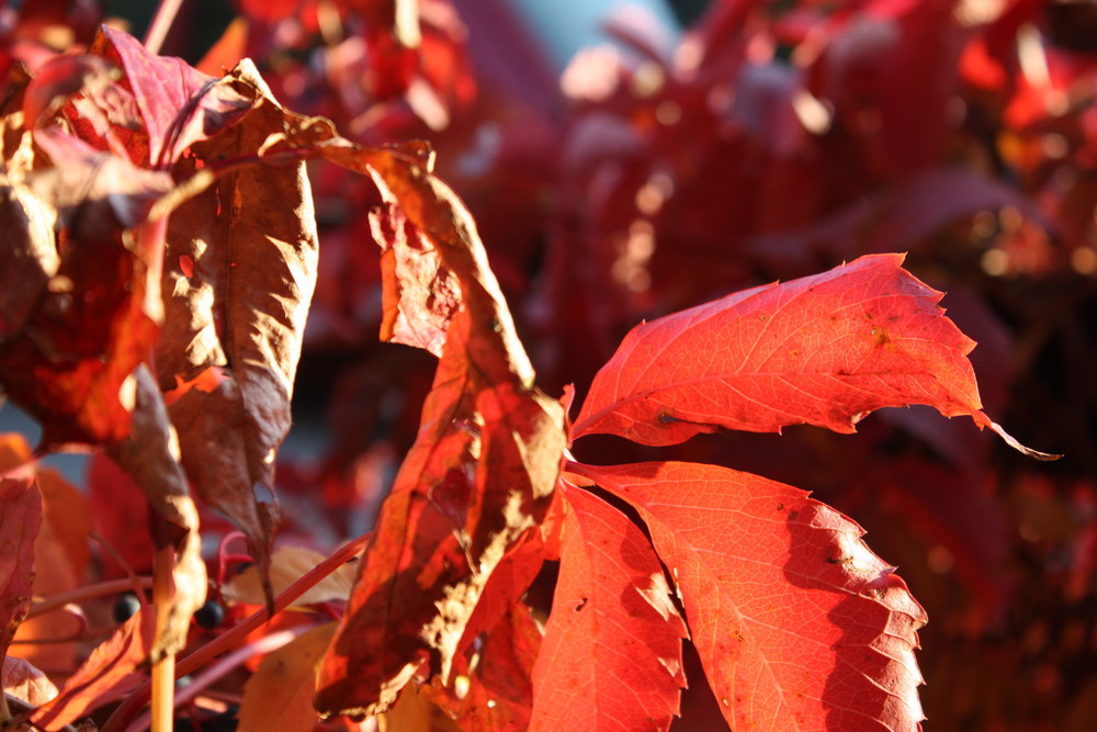 harvest.hervest.hervst.herbst