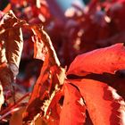 harvest.hervest.hervst.herbst