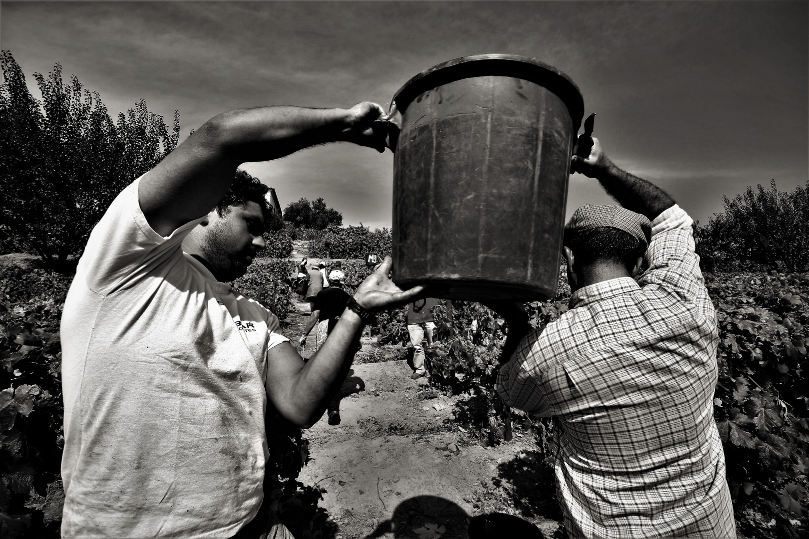 Harvesting...